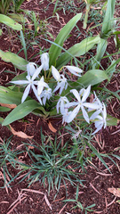 Crinum americanum
