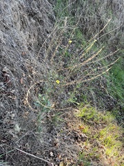 Brassiceae