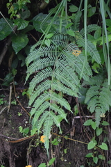 Pteris plumula
