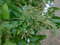 Sarcomphalus amole