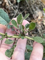 Brassiceae