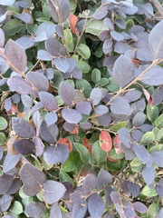 Loropetalum chinense