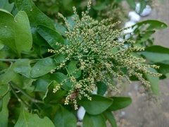 Sarcomphalus amole