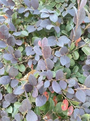Loropetalum chinense