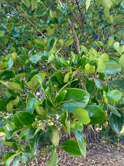 Griselinia lucida