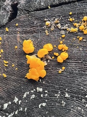 Dacrymyces chrysospermus