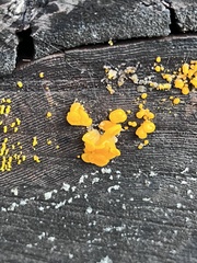 Dacrymyces chrysospermus