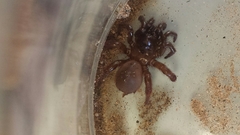 Aliatypus