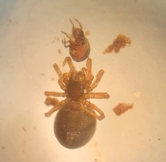 Silometopus ambiguus