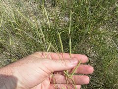 Bouteloua pectinata