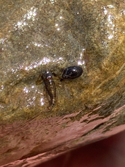 Pseudosuccinea columella