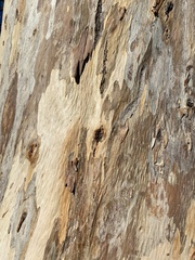 Eucalyptus cladocalyx