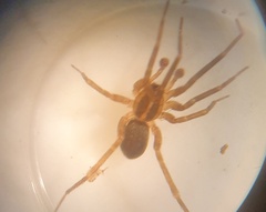 Scotina celans