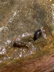 Pseudosuccinea columella