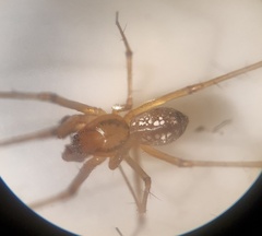 Floronia bucculenta