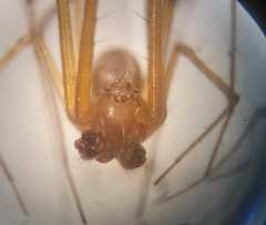 Floronia bucculenta