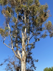 Eucalyptus cladocalyx