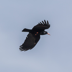 Pyrrhocorax pyrrhocorax erythroramphos
