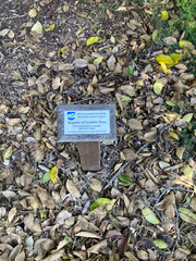 Metrosideros robusta