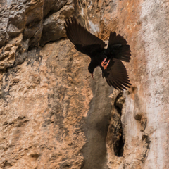 Pyrrhocorax pyrrhocorax erythroramphos