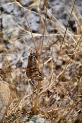 Palpares libelluloides