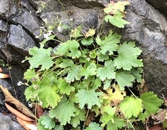 Boykinia occidentalis