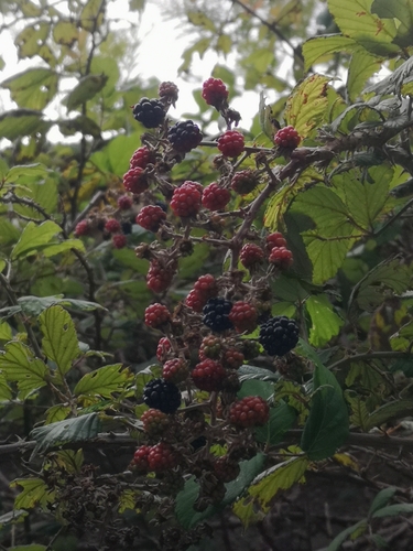 Rubus ulmifolius image