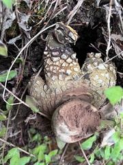 Astraeus hygrometricus