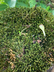 Racopilum cuspidigerum