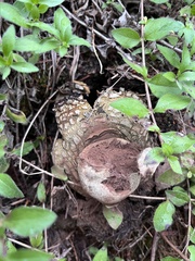 Astraeus hygrometricus