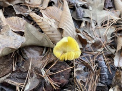 Hygrocybe acutoconica