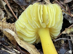 Hygrocybe acutoconica