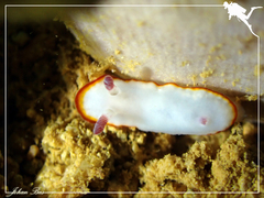 Goniobranchus verrieri