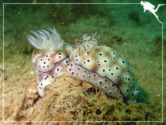 Hypselodoris tryoni