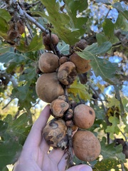 Andricus quercuscalifornicus