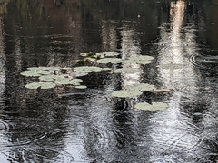 Nymphaea
