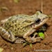Cochran's Snouted Tree Frog - Photo (c) 2011 Carlos Henrique Luz Nunes de Almeida, some rights reserved (CC BY)