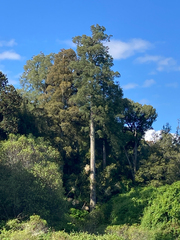 Dacrycarpus dacrydioides