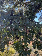 Andricus quercuscalifornicus