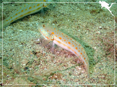 Valenciennea puellaris