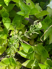 Gaillet gratteron (Galium aparine) — photo 2
