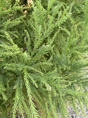 Cryptomeria japonica