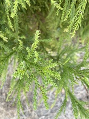 Cryptomeria japonica