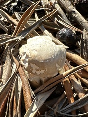 Agaricus deserticola