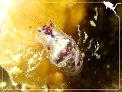 Lamprohaminoea ovalis