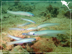 Ptereleotris microlepis