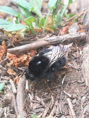 Bombus terrestris canariensis
