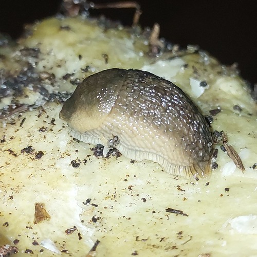 Northern Dusky Slug