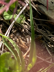 Phaulacridium marginale