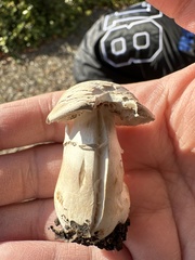Agaricus deserticola